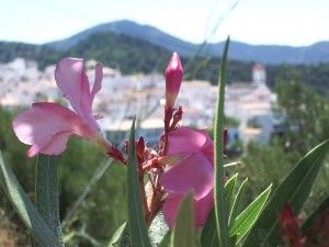 Empresas Andaluzas certificadas