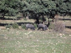 Nueva Norma de Calidad