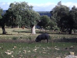 Norma de Calidad para la carne, el jamón, la paleta y la caña de lomo ibérico