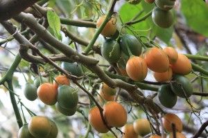 Seguridad Alimentaria