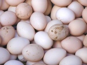 Productos Ecológicos