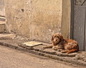 Animales de compañía